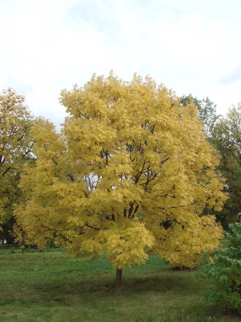 Fraxinus excelsior 'Jaspidea' automne